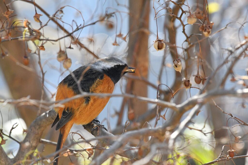 ジョウビタキ　　DSC_5657