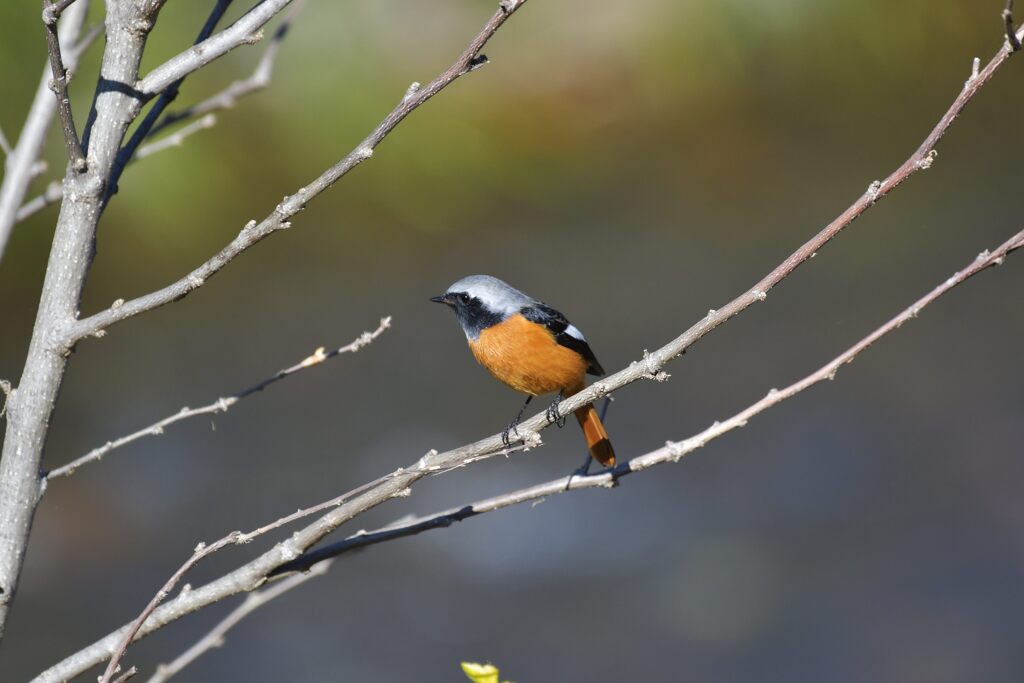 ジョウビタキ　　DSC_3926