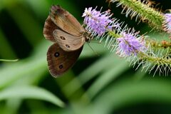 クガイソウにジャノメチョウ　　　DSC_0147