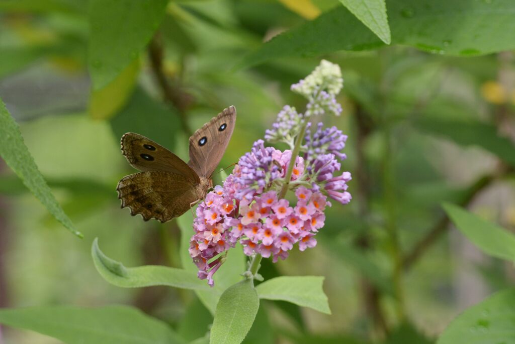 ブッドレアにジャノメチョウ　DSC_6608
