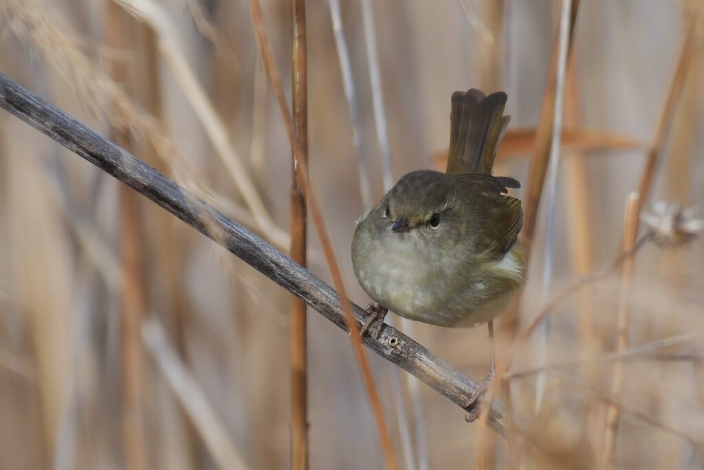 ウグイス　　DSC_5121