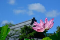 青空に花開く　　DSC_7883