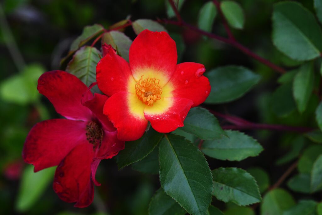 カクテル　　DSC_8661