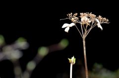 存在感　　DSC_1536