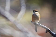 モズのポーズ　　DSC_4733