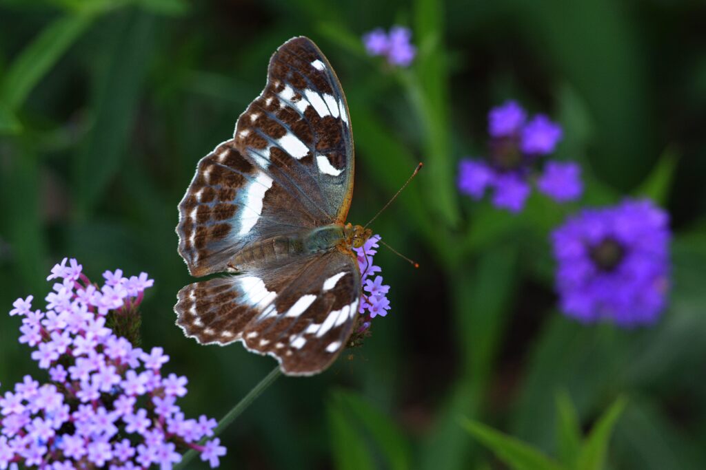 輝く翅　DSC_6868