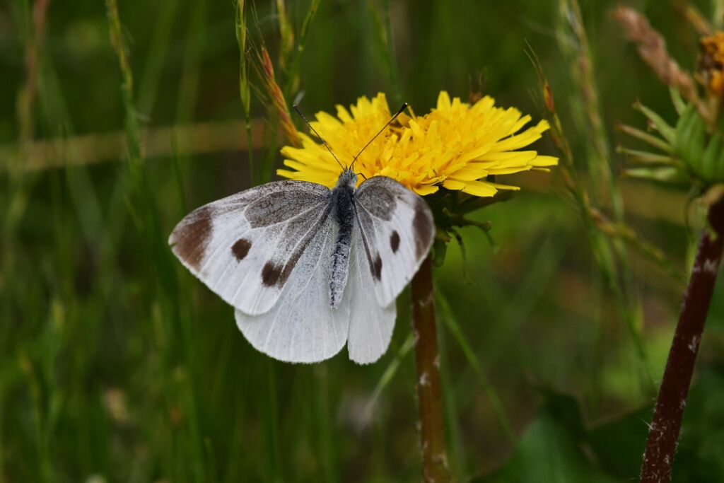 野の花にモンシロチョウ　　　DSC_8757