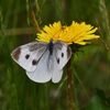 野の花にモンシロチョウ　　　DSC_8757