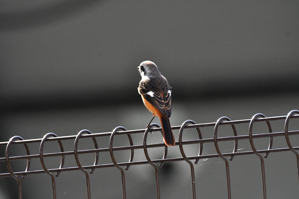 庭に来たジョウビタキ　　DSC_4049