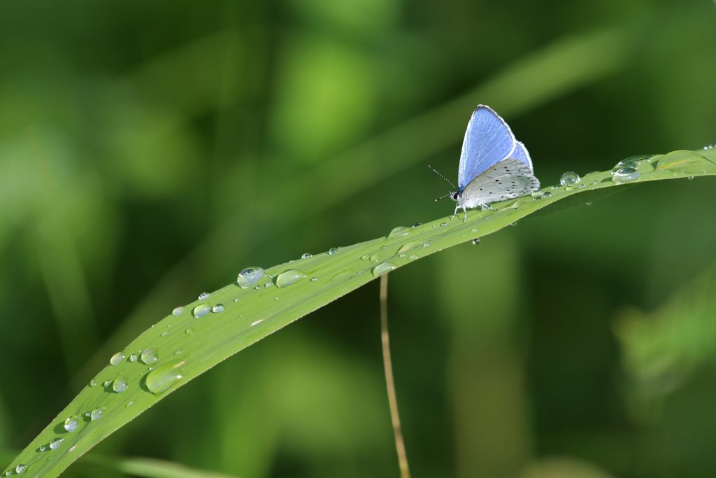 雨上がりの朝　DSC_3906