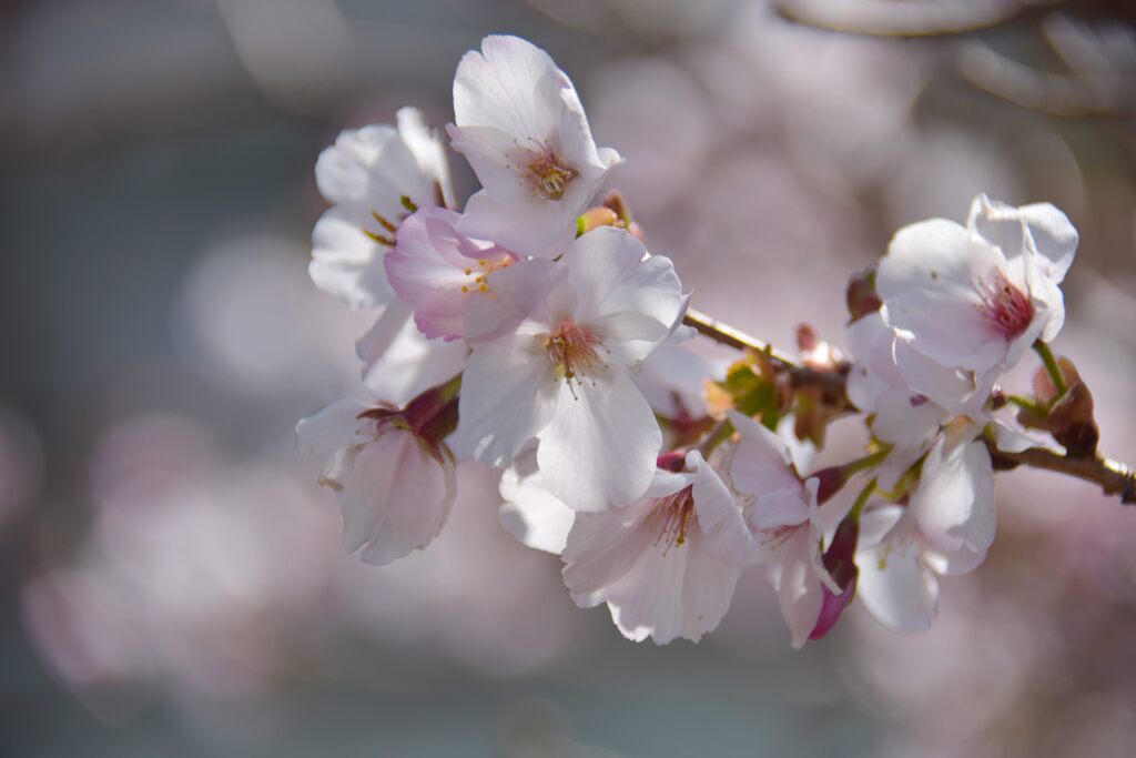 庭の桜　　DSC_8444