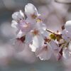 庭の桜　　DSC_8444
