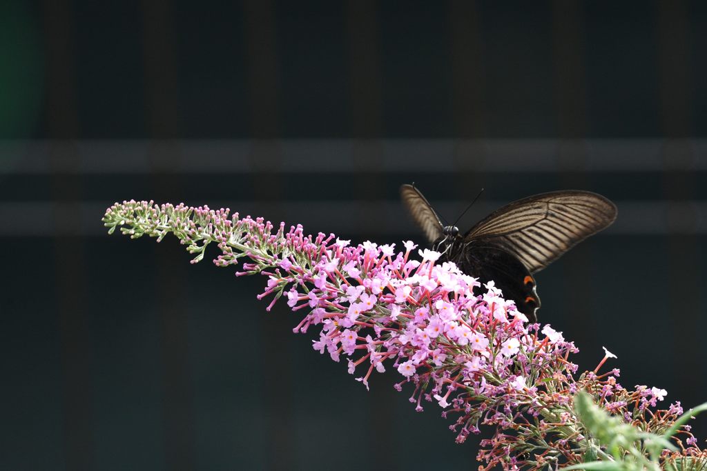 クロの輝き　 DSC_6003
