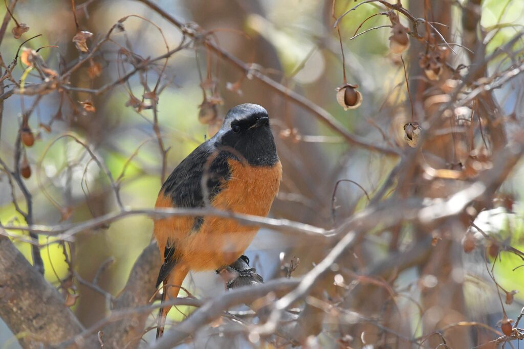 ジョウビタキ　　DSC_5672