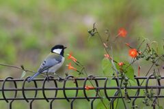 シジュウカラと野の花　　DSC_8479