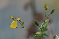 野の花とキチョウ　DSC_4327