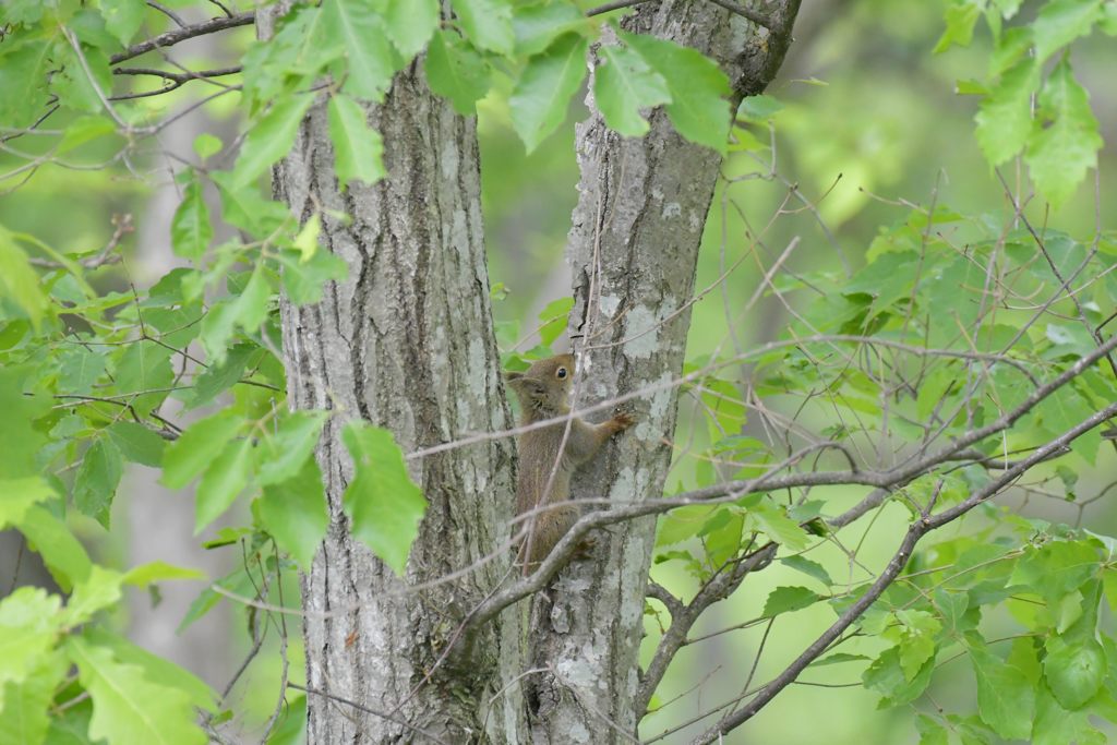 初めまして　DSC_2495