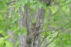 初めまして　DSC_2495