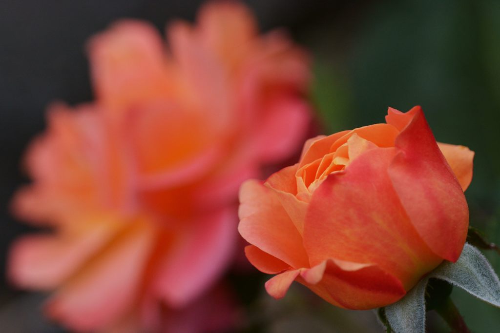二輪目開花　DSC_4826