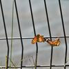 恋ダンス　４　　DSC_2541
