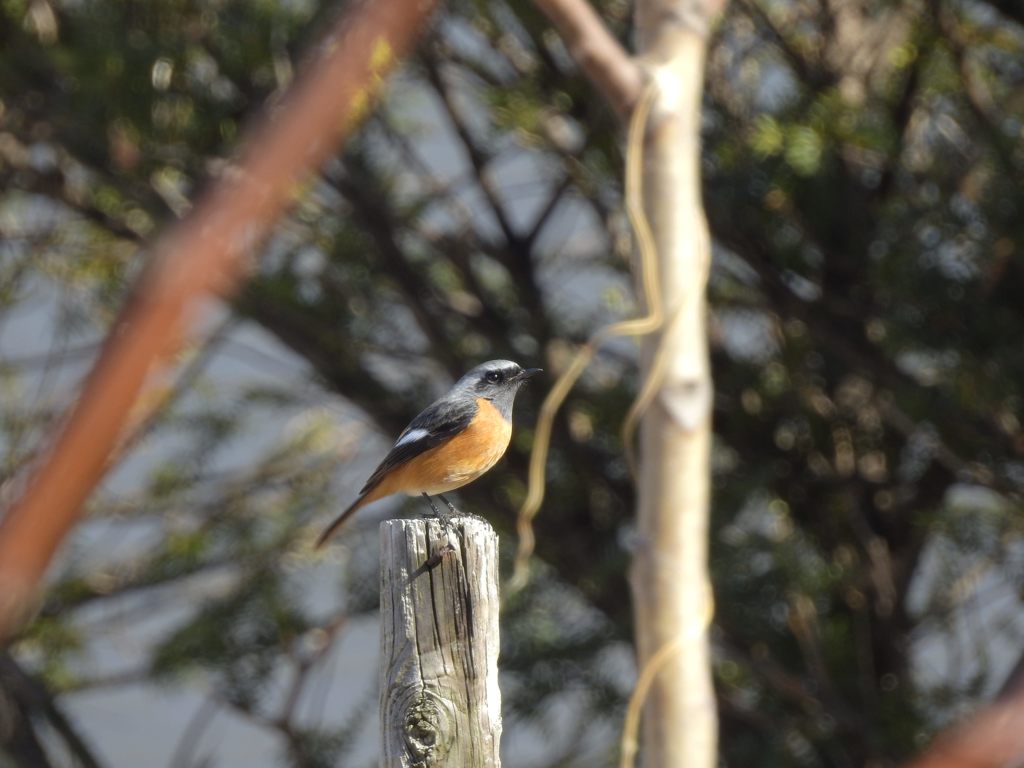 スマートジョビ　DSCN3120