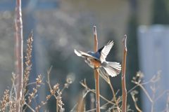 輝く翼　DSC_8712