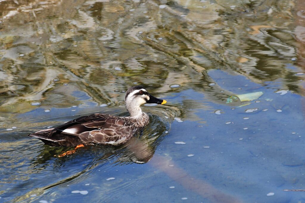 カルガモ　　　DSC_1179