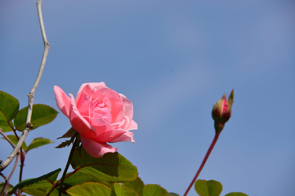 秋の薔薇一輪　　DSC_5401