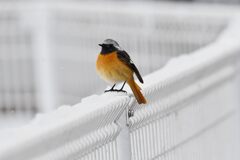 探したよ　　　DSC_9926