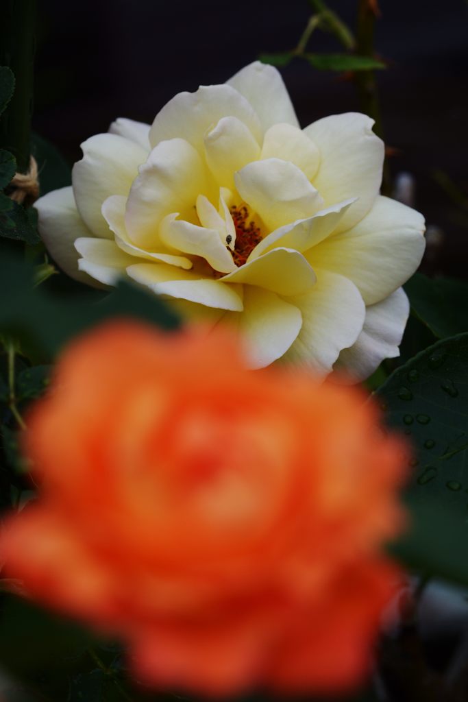白くなったアンネ　DSC_5134
