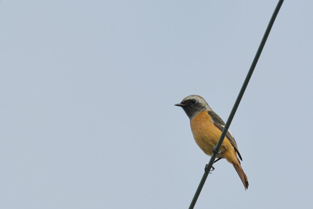 左向きます　DSC_2320