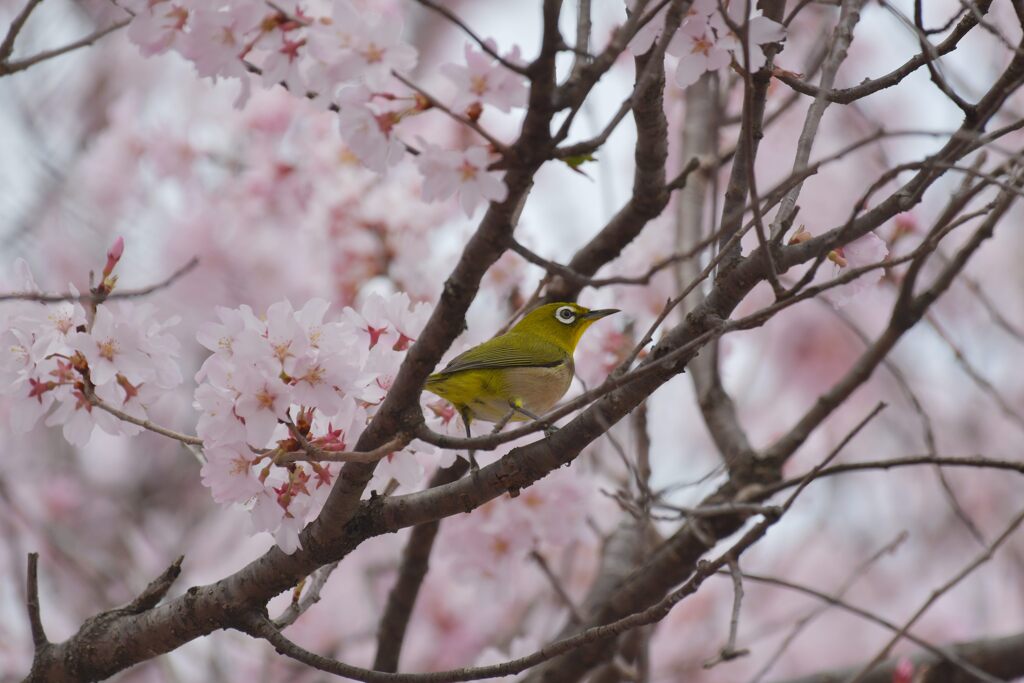 桜花に囲まれて　　DSC_1711