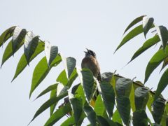 オッハヨーッ！　　IMG_1395