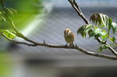 美味しそうだな・・・　DSC_3332