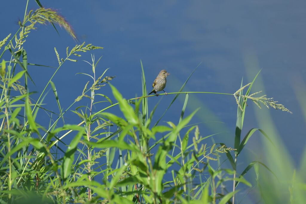 カワラヒワ　　DSC_6269