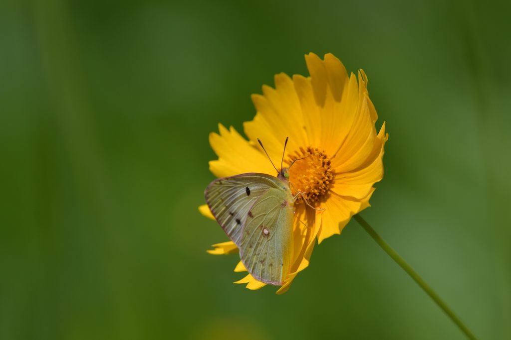 黄色と黄色　DSC_4830