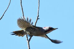 アオゲラの飛翔　　　DSC_9625