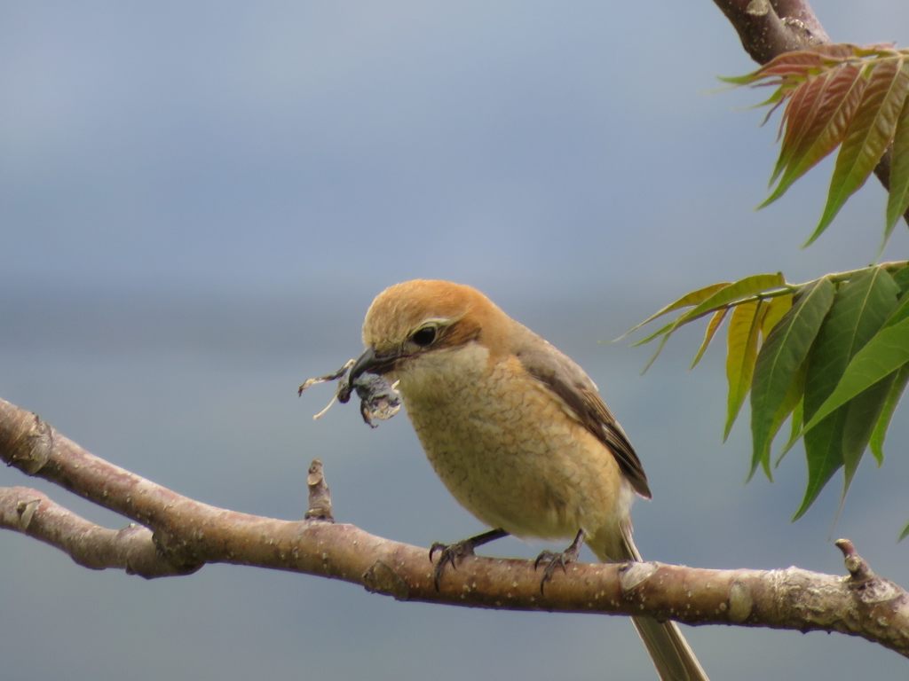 これは・・・　　IMG_0336