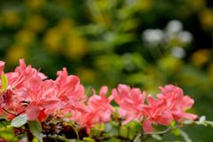里山の彩　DSC_4455