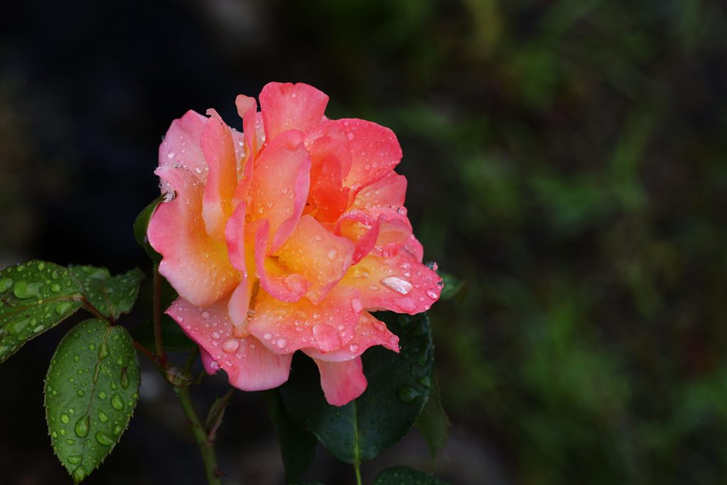 雨の朝に　１　DSC_5819