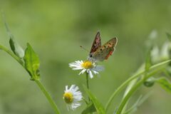 野の花にベニシジミ　１　DSC_5958