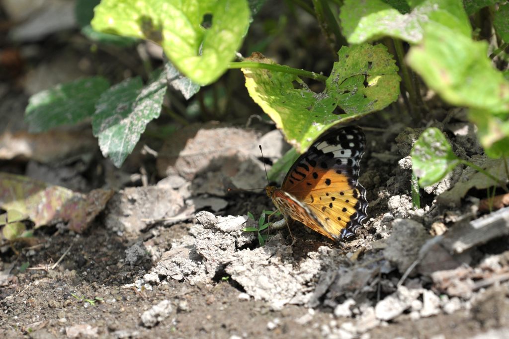 ツマグロヒョウモンの産卵？　　DSC_4886