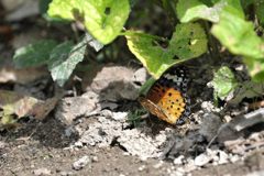 ツマグロヒョウモンの産卵？　　DSC_4886