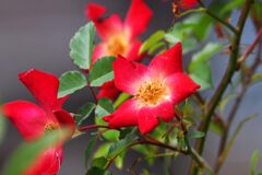 バラ　　DSC_2453