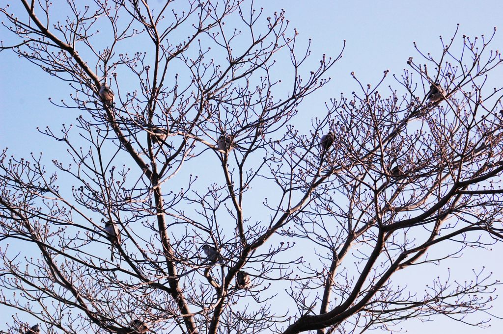 みんな、おはよう！　　DSC_5965