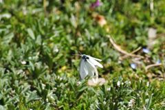 モンシロチョウの舞い　１　DSC_8305