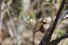 黄色い冠羽　DSC_5158