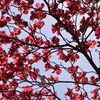 仰ぎ見るハナミズキ　　DSC_6592