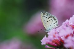 チューチュー　DSC_3520