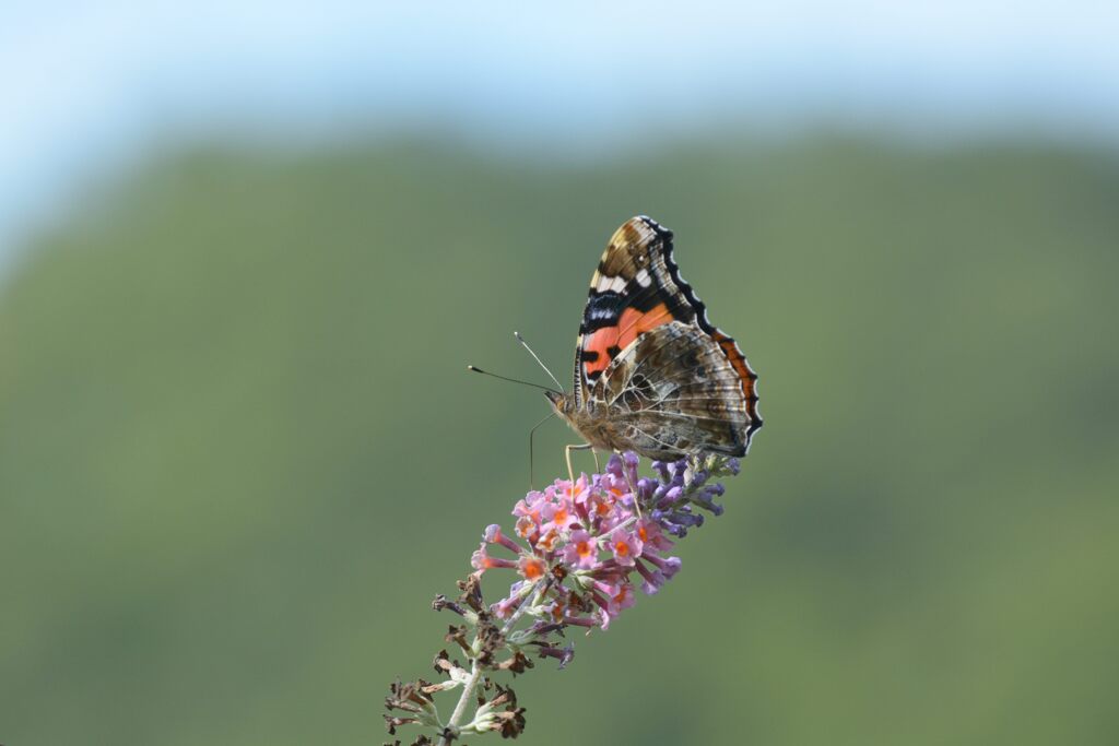 ブッドレアにアカタテハ　DSC_7712